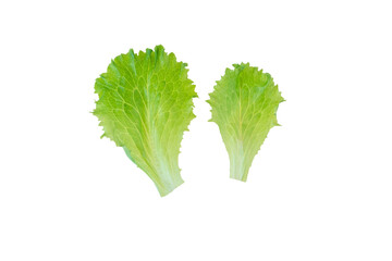 Canvas Print - Two lettuce salad leaves isolated transparent png. Lactuca sativa leaf vegetable.