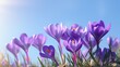 beautiful purple crocus flowers against a blue sky. Generative AI.