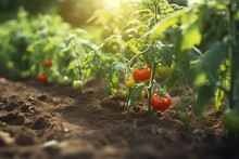 Cultivated Tomato Plant Field, Earth Day Concept, Plant In The Ground, Green World. Generative Ai