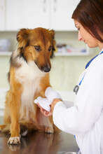 Veterinarian, Bandage Or Dog At Veterinary Clinic In An Emergency Healthcare Inspection Or Accident. Doctor, Helping Or Injured Rough Collie Pet Or Rescue Puppy In Medical Examination For Leg Injury