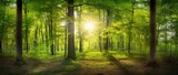 Fototapeta Las - A green forest with the sun shining through the trees. Created with Generative AI technology