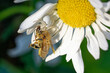 Nahaufnahme einer Veränderlichen Krabbenspinne (Misumena vatia) mit einer Honigbiene als Beute in einer Margeritenblüte