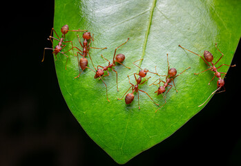 Red ants or Oecophylla smaragdina of the family Formicidae found their nests in nature by wrapping them in leaves. A colony of red ants stands on green leaves. black background with macro shot