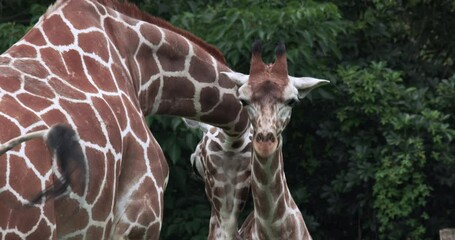 Wall Mural - African Giraffes In The Zoo, Close-Up