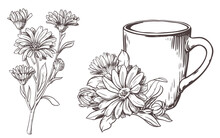White Ceramic Cup With Herbal Tea With Calendula Flowers On A White Background. Vector Illustration In Engraving Technique. Line Drawing. Healthy Drink.