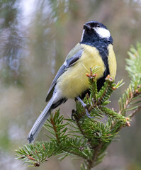 Wall Mural - great tit on fir tree green branch