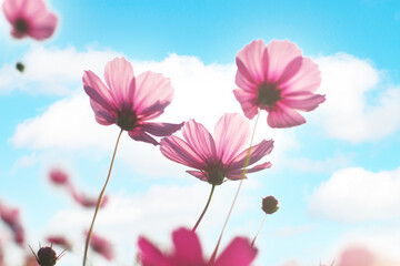 pink cosmos against blue sky