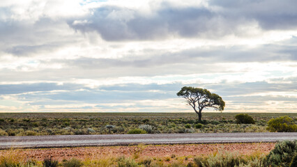 Lone tree on an outback highway in Australia