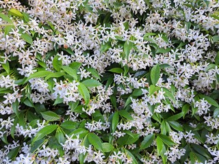 Wall Mural - white lilac flowers