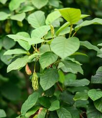 Wall Mural - Magnolia leaves and unripde seeds in the garden. Selective focus.