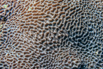 Wall Mural - coral texture underwater background reef abstract sea