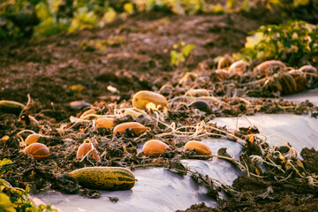 Wall Mural - Pumpkin growing in the garden. Autumn harvest. with morning sunlight.