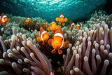 Fototapeta Do akwarium - School of Orange Clownfish - AI Generated