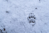 Fototapeta Pomosty - badger footprint in snow