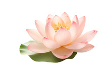 Pink Lotus Flower Isolated PNG