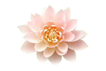 pink lotus flower isolated PNG