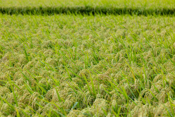 Wall Mural - Fresh raw paddy rice field