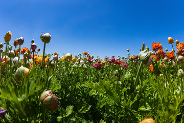 Canvas Print - The kibbutz field