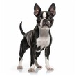 Boston terrier dog isolated in a white background, ai generative.