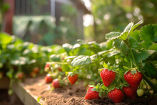 Garden Beds Of Red Strawberries Created With Generative AI Technology