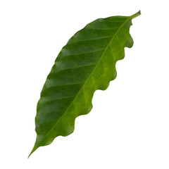 Wall Mural - Fresh Green  Arabica Coffee Leaf isolated on a transparent background