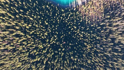 Wall Mural - a drone view of the lake in the woods. an aerial view of an autumn forest. pond among the trees. lan