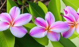 Fototapeta  - Beautiful frangipani flower background