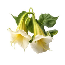 Angels Trumpet Ornamental Plants Flower  Isolated On White Background Png.