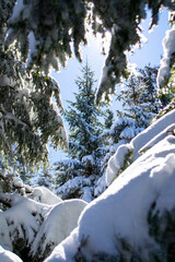 Fototapeta tatry zima góry w śniegu, kościelisko, zakopane, polska, małopolska, gałęzie drzew ośnieżone