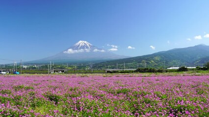 Wall Mural - 富士山と花畑を走る新幹線　2023