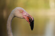 wet flamingo head