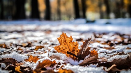 Poster - autumn forest in the snow