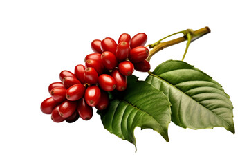 Coffee beans on a tree branch with leaves isolated on white background PNG