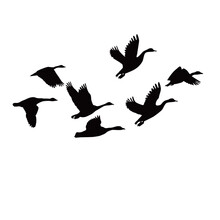 Canada Goose Silhouette Design. Wild Duck Flying In Group.