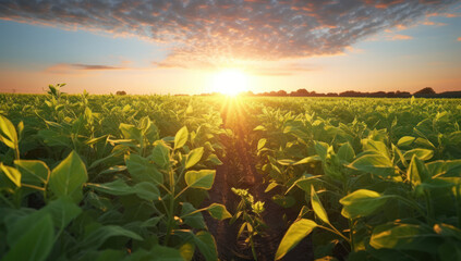 Sunlit soybean field ripening in spring. Embrace the harvest of freshness and health with green farming, cultivated by skilled farmers. Ai generative.