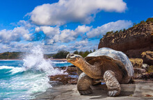 Galapagos Islands. Galapagos Tortoise. Big Turtle. Ecuador.
