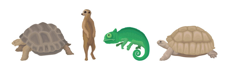 Wall Mural - african animal with huge turtle, meerkat and chameleon vector set