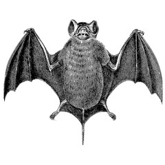 bat scientific illustration bitmap monochromatic detailed vintage retro book 5k