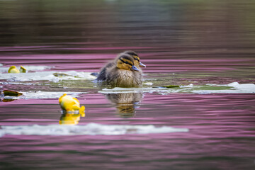 Two cute ducklings swim in the lake into a camera. Evening lake with yellow nymphaea. Cute tiny ducklings swim in the lake with copyspace.