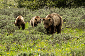 Wall Mural - Grizzly #610 (Ursus horribilis) with her 3 cubs in sagebrush meadow;  Grand Teton National Park; Wyoming