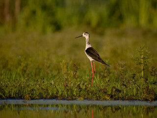 Canvas Print - Black-winged stilt, Himantopus himantopus