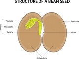 Fototapeta  - Structure of a Bean Seed. Diagram labelled.