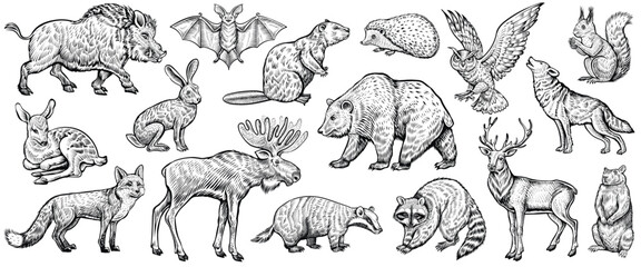 forest animals, vector sketch. deer, fox, wolf, raccoon, moose, owl, and other wild woodland animals