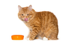 Ginger Cat Licks His Lips Near An Orange Bowl