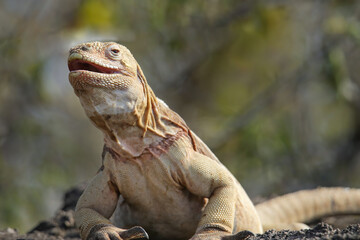 Canvas Print - Barrington land iguana on Santa Fe Island, Galapagos National Park, Ecuador