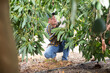 Confident man harvesting ripe green avocado at sunny fruit farm