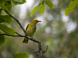 Canvas Print - Golden oriole, Oriolus oriolus