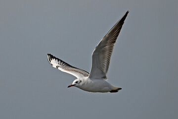 Wall Mural - Black-headed gull // Lachmöwe (Chroicocephalus ridibundus)