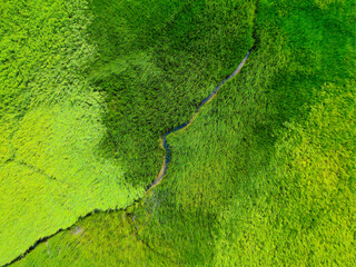 Aerial View of Green Marshland with a Stream