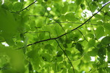 Fototapeta Na sufit - Zielone liści i gałąź